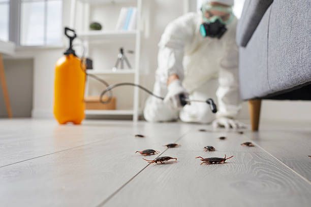 Commercial Kitchen Cockroach Control in Perrysburg
